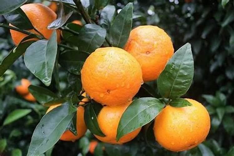 头年挂果沃柑现在用放肥抽夏梢吗？