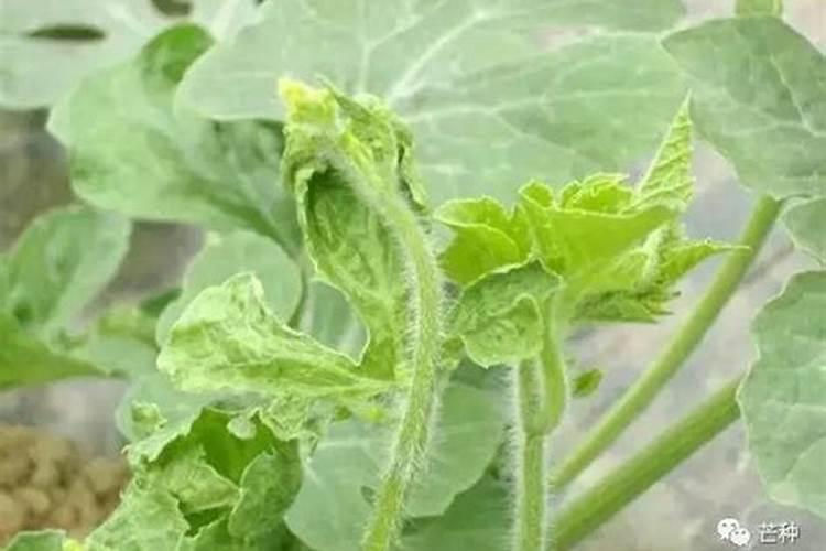 西瓜追肥用什么肥？什么时候追？