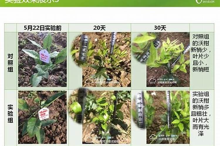 夏天可以给多肉施肥吗