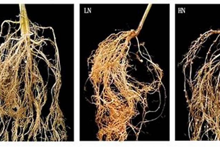中草药:马蹬草的功效与作用