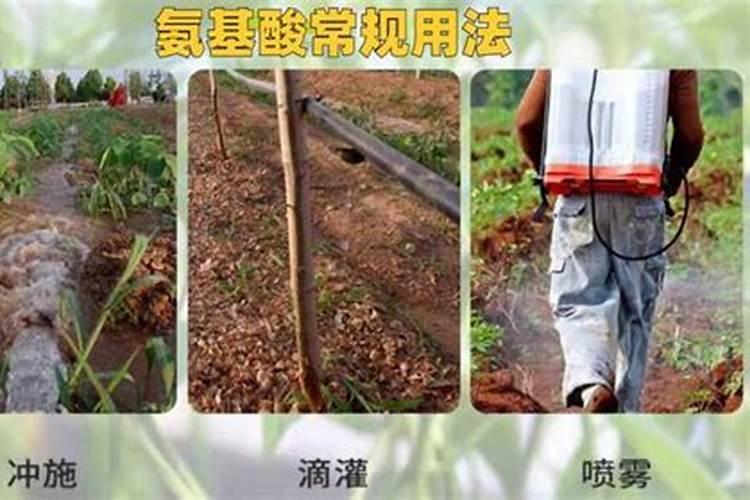 大棚黄瓜叶面使什么肥？