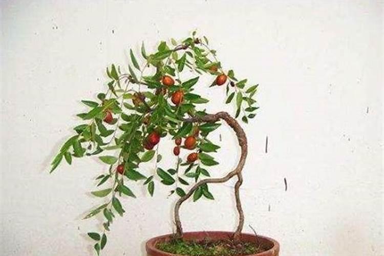 喷叶面肥存在哪些缺点？别把叶面肥等同根部追肥,农技员告诉你