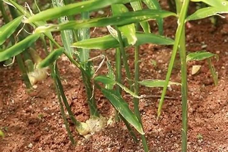 生姜底肥怎么用效果好？生姜底肥用什么肥料？