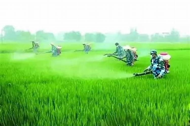 兰花何时翻盆好