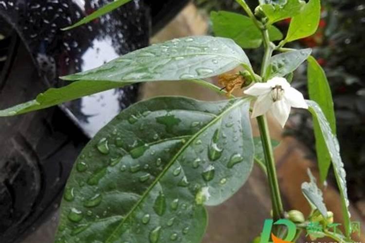 辣椒定植后几天浇缓苗水好需要冲施养根的肥料吗？请老师解答一下谢谢...