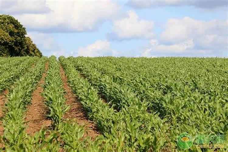 夏玉米追肥新讲究