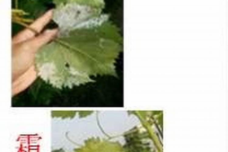 没有柠檬去腥可以用什么代替？答案都在这里了!