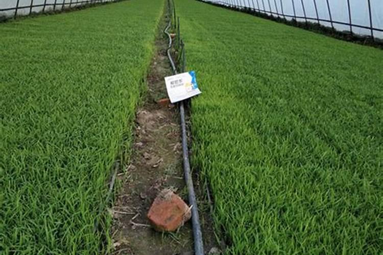 如何能把水仙花开得时间更长