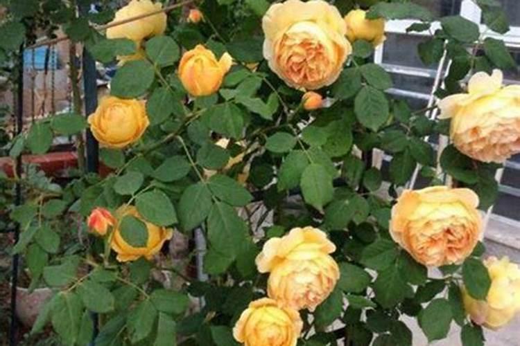 豆施乐在洁田稻中的使用方法与注意事项详解