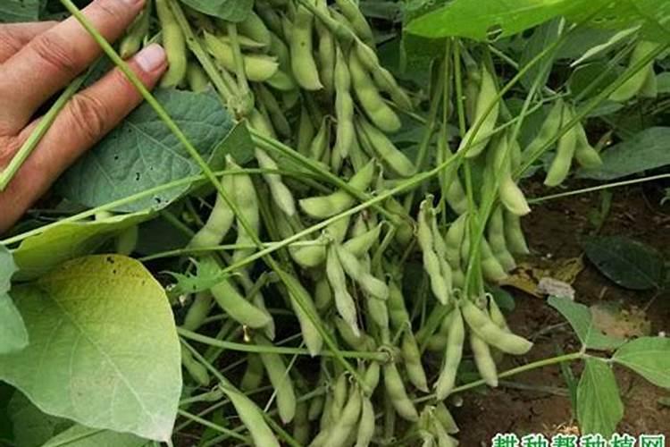 黄豆种值要什么肥料