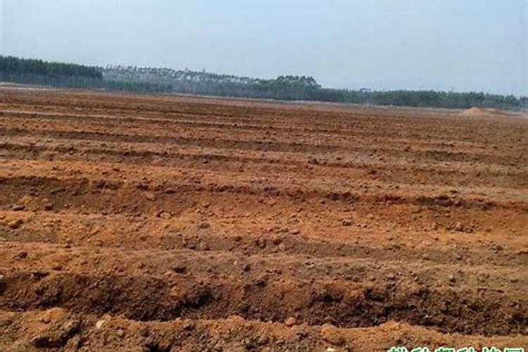 红糖加什么挂在果树上能使果实里面不生虫子？