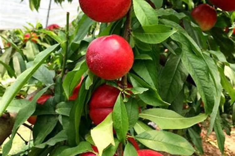 桃子在菜摘前啥时下冲施肥