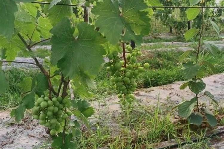 玉米打控旺药最佳时间