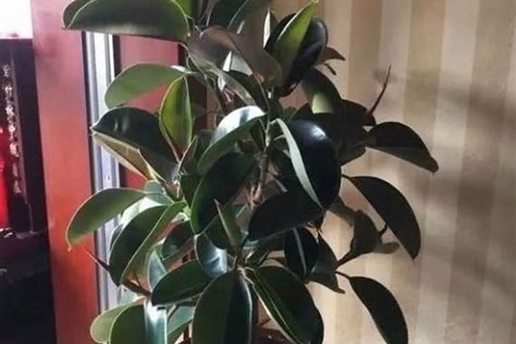 橡皮树能不能上复合肥