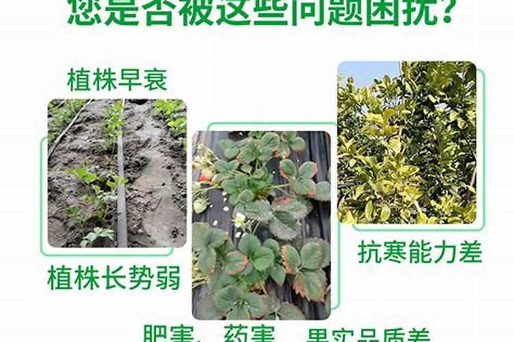 多肉盆里水干后土上一层白色的是什么？