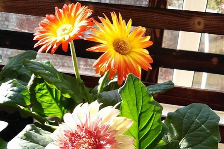 水溶肥在辣椒地怎么使用