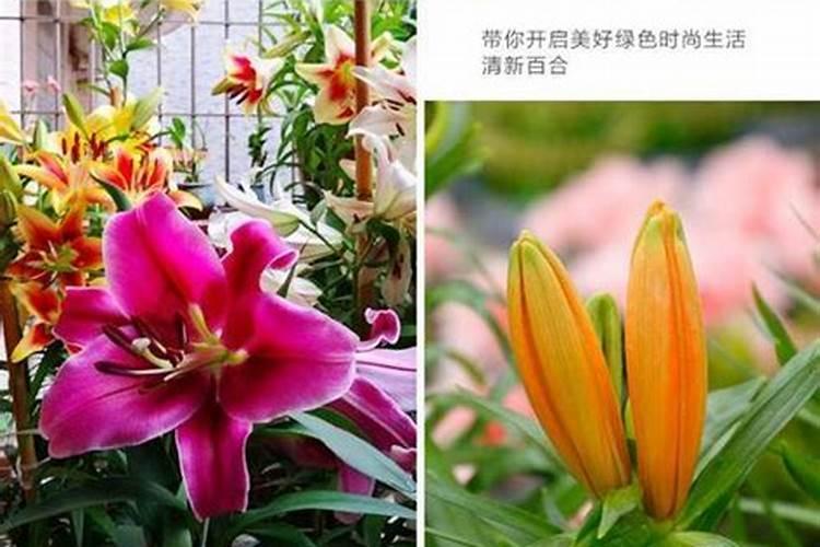 种毛豆到底要不要施肥 施什么肥好