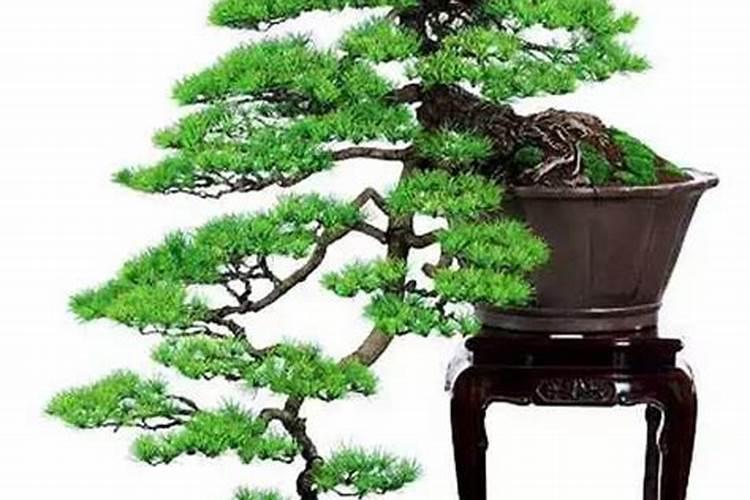 家庭绿植用什么肥最好 叶片发黄是缺什么肥料