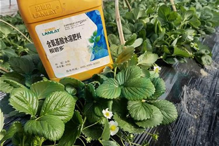 四季桂花用什么肥料最好  四季桂开花时能施肥吗