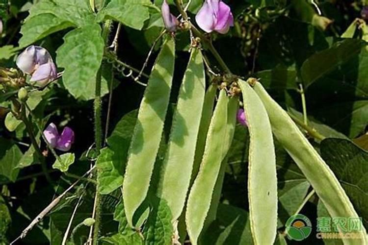 扁豆种植需要注意哪些问题 扁豆怎么施肥