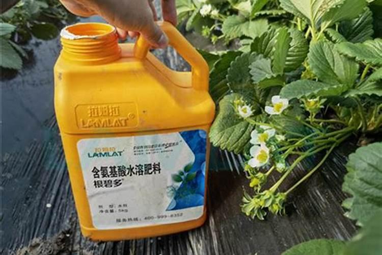 桂花树专用肥有哪些 施肥注意事项