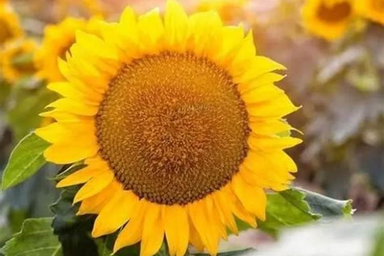 碳氨磷肥稻田用量多少