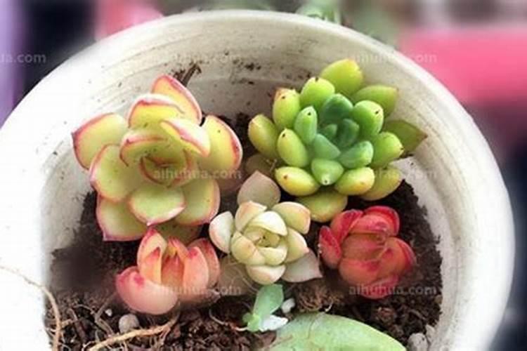 多肉植物能喷磷钾肥吗