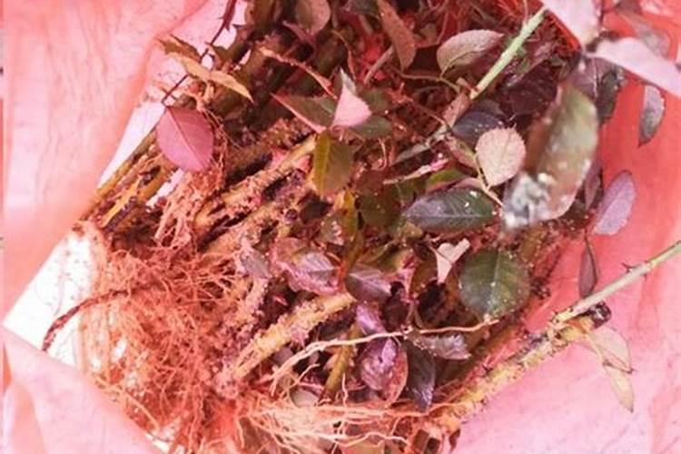 月季出新芽了,大家帮忙看看能晒太阳和施肥了吗