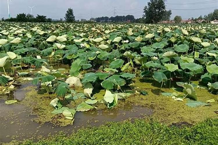 黄麦岭复合肥价格表