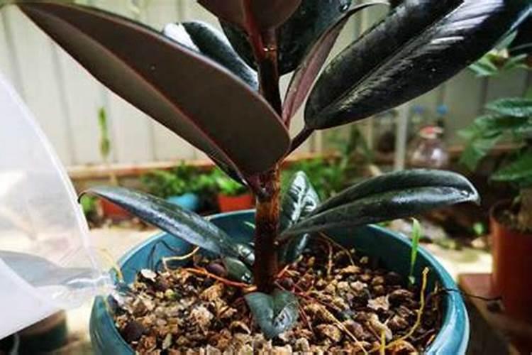 橡皮树换盆多久后浇水 橡皮树换盆后需要多久才能浇水