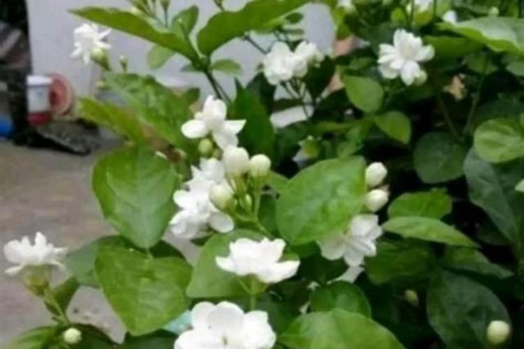 茉莉花一般施什么肥料好