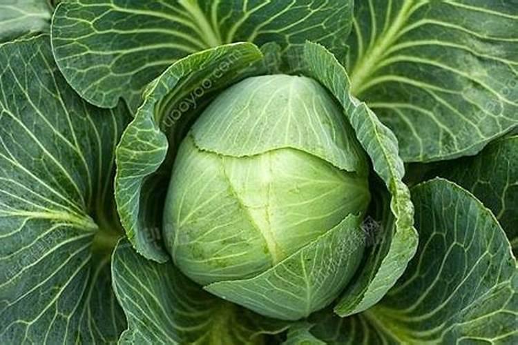卷心菜什么时候种？如何正确施肥？