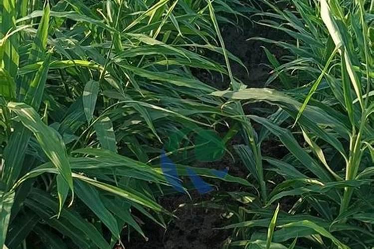 一盆绿萝放几粒复合肥