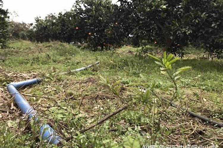 脐橙下冬肥的最佳时间