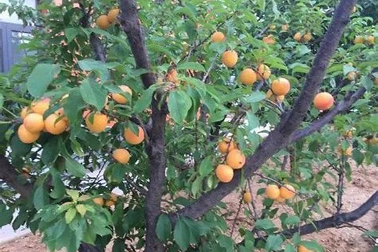 杏树什么时间上肥好