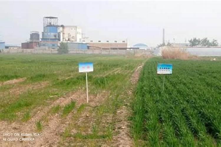 盐碱地如何改良 ？