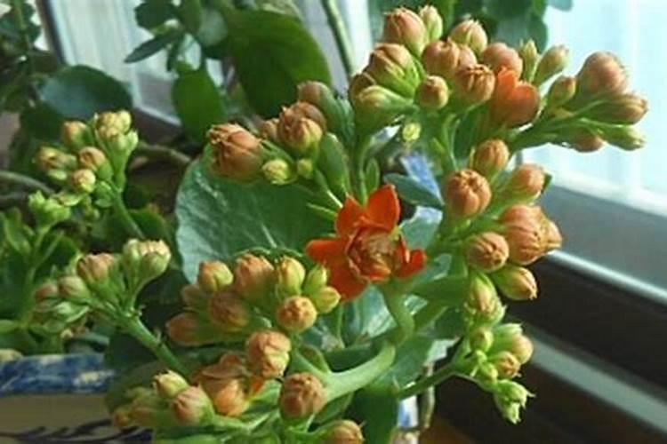 腐植酸属于有机肥吗？有什么优点？