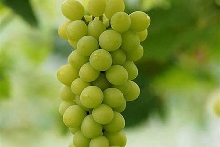 阳光玫瑰葡萄硬核期后要冲施磷酸二氢钾吗？