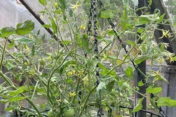 番茄结果期施什么肥好,如何施肥
