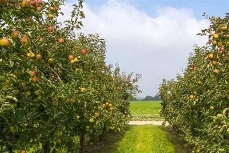 玉米控旺打后几小时下雨有效
