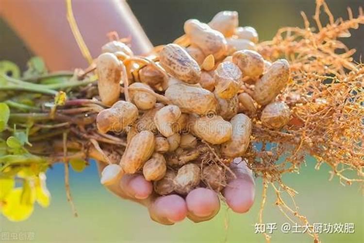 硼肥的作用与功效,啥时施最佳