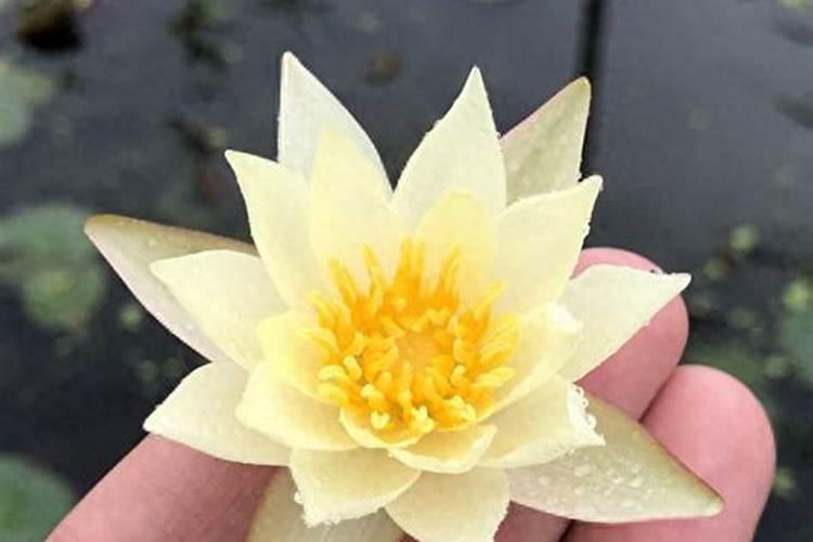 睡莲花施什么肥最好