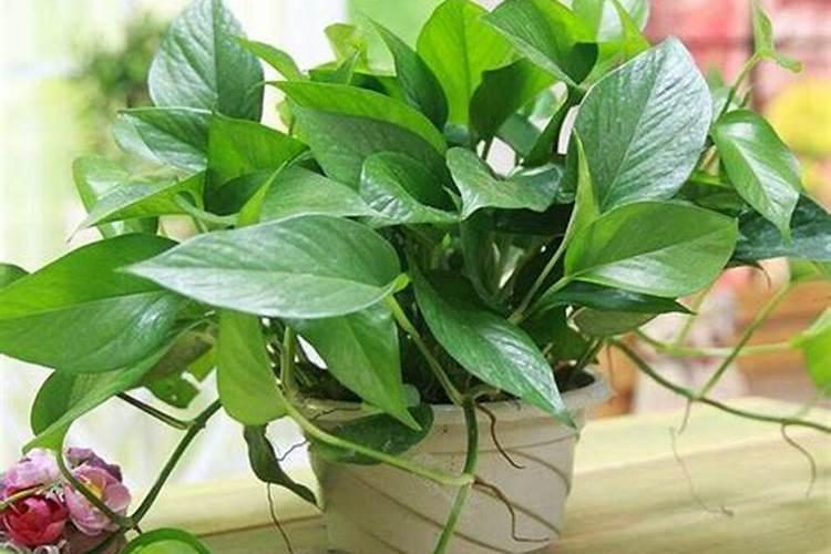 有机肥种出来的蔬菜有哪些好处