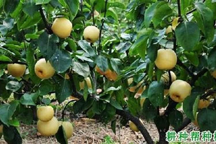 黄腐酸钾加尿素加茶麸水一起冲施可以吗？