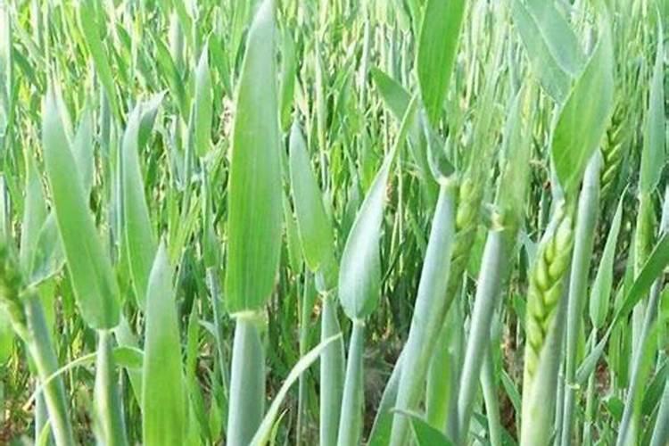 小麦初穗期可以施肥吗.？今年小麦种的晚,现在麦苗有点小,其它早的小麦...