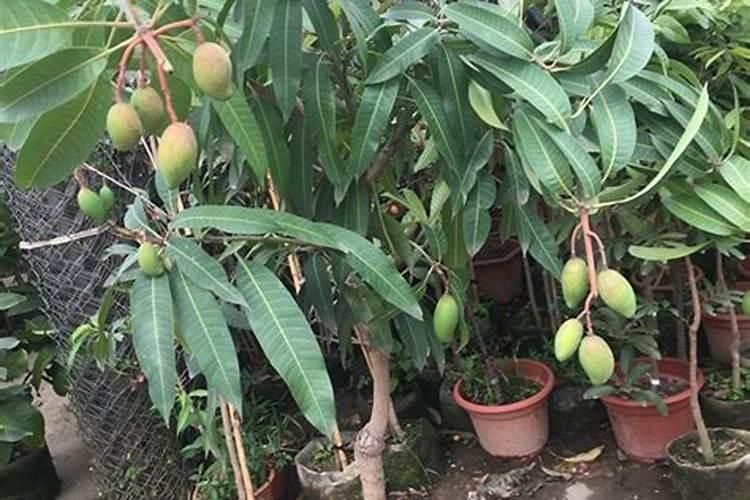 大棚茄子怎么施肥,施什么肥好