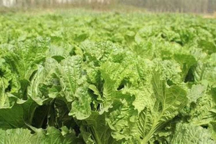 欧米拉卫浴是几线品牌