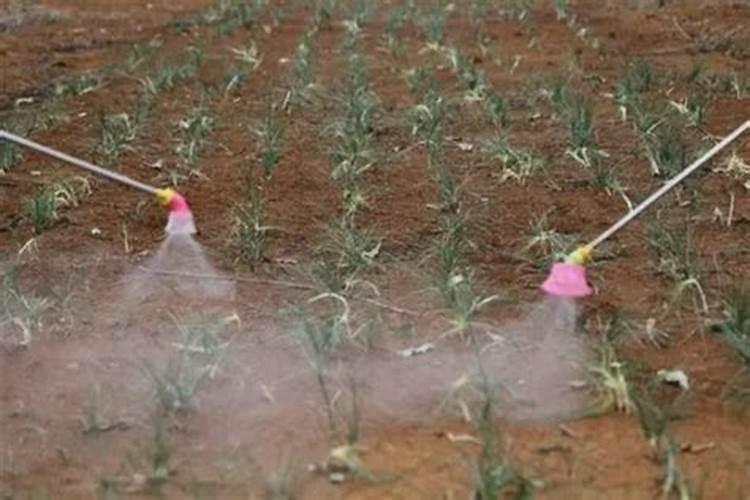 果树缺铁用什么肥料好 补铁追肥方法有哪些