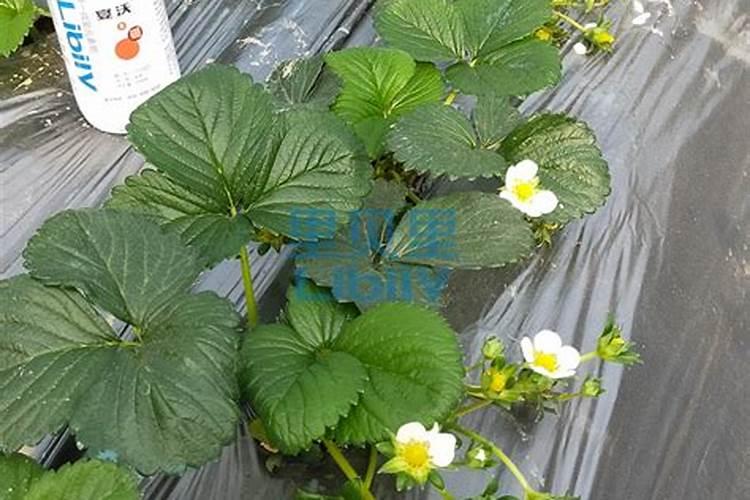 韩国SPG株式会社韩国SPG株式会社简介