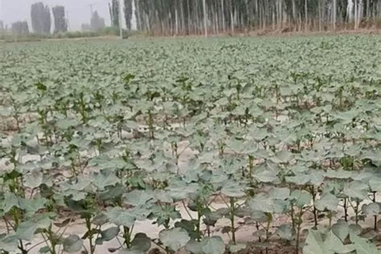 硫酸镁厂家介绍硫酸镁五大功效